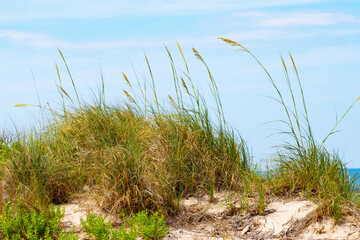 Sea oats growing from the sand dunes on a beach