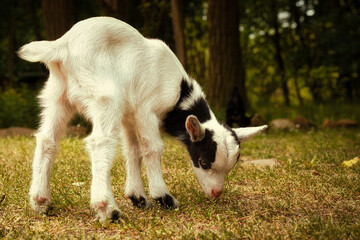 Naklejka na ściany i meble Kleine Ziege - Ziegenkind - Zicklein - Ziegenbaby - Ziegenlamm - Lamm - Kitz - Capra Aegagrus Hircus - Goat - Cute - Funny - Portrait - Meadow - High quality photo