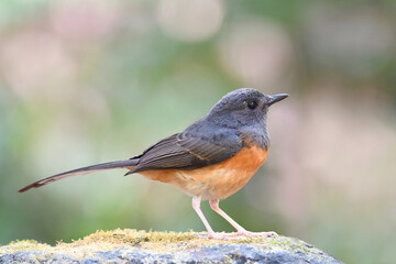 female of white-rumped shama perching on mossy rock expose over green background