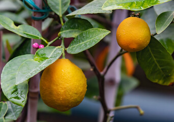 lemon tree with fruits