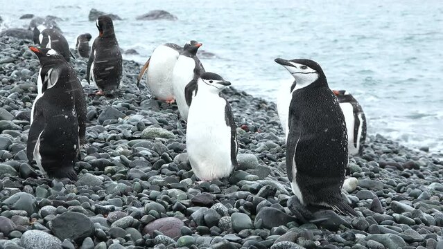 Penguins in Antarctica. Adelie Penguins on the nest at Paulet Island in Antarctica. Animal, bird, wildlife on arctic nature.