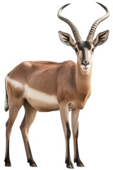 Antelope isolated on a white background as transparent PNG, generative AI animal