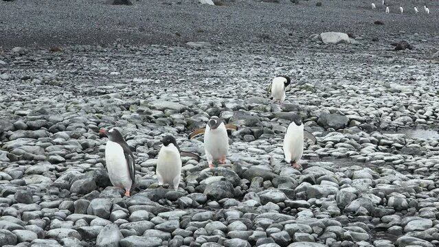Penguins in Antarctica. Adelie Penguins on the nest at Paulet Island in Antarctica. Animal, bird, wildlife on arctic nature.