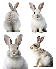 White rabbit hare bunny, many angles and view portrait side back head shot isolated on transparent background cutout, PNG file