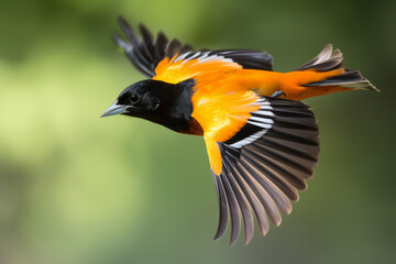 Male Baltimore Oriole in flight, Generative ai