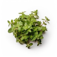 Oregano isolated on white background. Generative AI