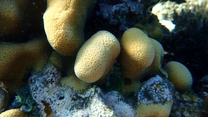 Naklejka na ściany i meble Knob coral (Goniastrea stelligera) close-up undersea, Red Sea, Egypt, Sharm El Sheikh, Nabq Bay