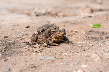 pair of common toads in amplexus on the sandy shore of a pond