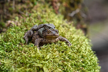 couple of common toads in amplexus among moss