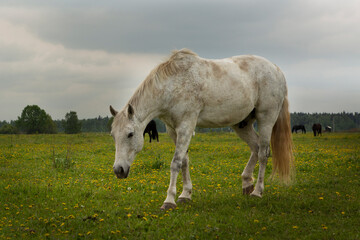 Obraz na płótnie Canvas gray hoarse graze on green summer meadow full body photo