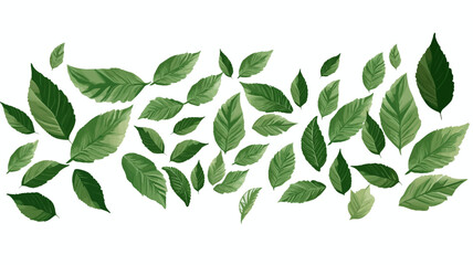 green leaves isolated on white