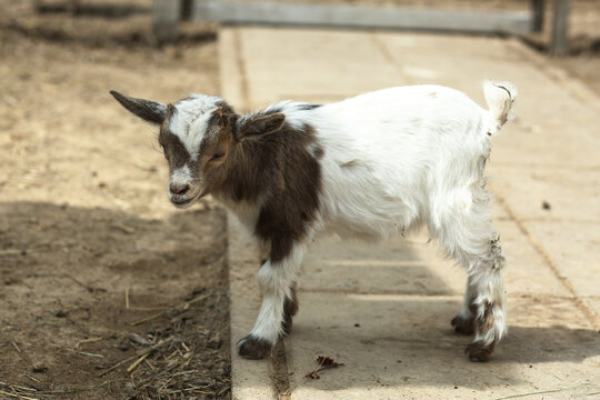 red hornless baby goat closeup photo on summer farm background