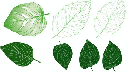 set of green leaves, design elements, frames, calligraphic. Vector floral illustration with branches, berries, feathers and leaves. Nature frame on white background