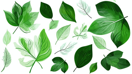 green leaves isolated on white, design elements, frames, calligraphic. Vector floral illustration with branches, berries, feathers and leaves. Nature frame on white background