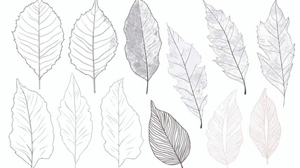 set of feathers, design elements, frames, calligraphic. Vector floral illustration with branches, berries, feathers and leaves. Nature frame on white background
