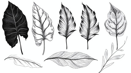 set of leaves design elements, frames, calligraphic. Vector floral illustration with branches, berries, feathers and leaves. Nature frame on white background