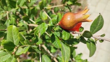 pomegranate on tree
