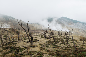 Dead burnt forest landscape