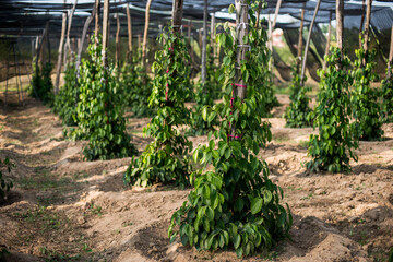 Fototapeta na wymiar black pepper plant farm cultivation