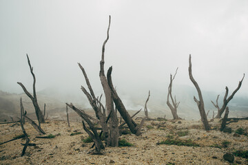 Burnt trees after a forest fire. dead black forest after fire