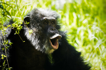 Funny laughing gorilla in free nature.