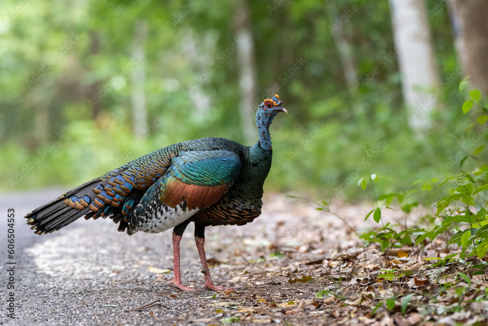 Wall mural ocellated turkey