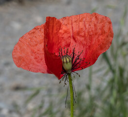 Photography with poppy flower details.