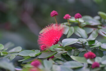 Calliandra emarginata, Pink Powder Puff is a low growing shrub with an open habit and red flower 