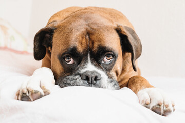 Boxer dog resting at home