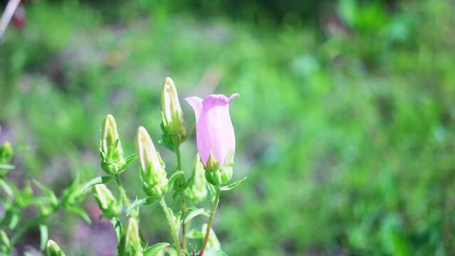 ツリガネソウ」の写真素材 | 735件の無料イラスト画像 | Adobe Stock