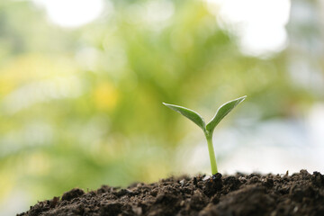 Small growing plant sprout growing