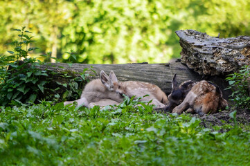 Sleeping baby fallow deers on beautiful sunny day. 
