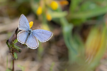 Blauer Schmetterling mit verschwommener Sommerwiese, Platz für Text rechts