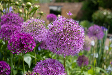 Fototapeta premium Stunning spherical purple allium flowers at the walled garden in the historical Eastcote House gardens, Eastcote Hillingdon, UK. 