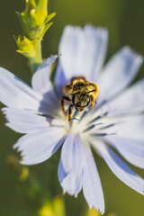 bee foraging close-up in the morning light