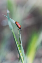 close up fire bug in morning light