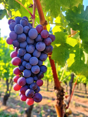 Fototapeta premium Harvest ripe red grapes on the vine