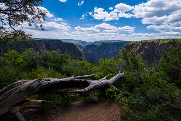 weathered log in the Black Canyon of the Gunnison Park, Colorado