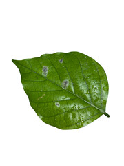 Fototapeta na wymiar green leaf with water drops transparent background png 