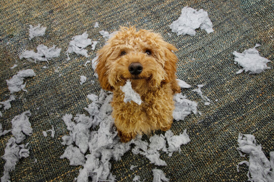 Portrait poodle puppy dog biting or destroying a cushion or pillow looking with innocent expression face. new puppy concept