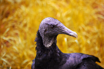 Black condor in a free nature.