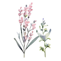 Obraz premium watercolor branch of purple lavender lilac lavender