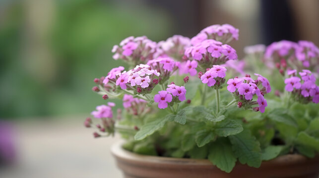 Verbena in a pot close-up. AI generation