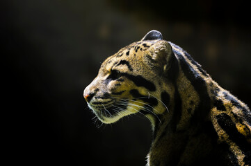 Beautiful clouded leopard in free nature. 