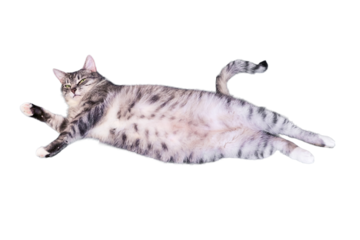Cat lies belly up, isolated on a white background. Big belly of a pet, isolated on a white background