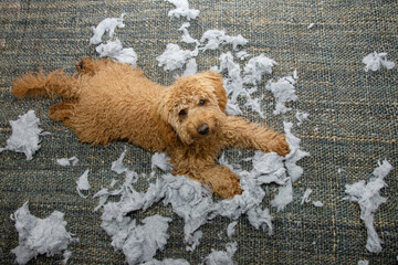 Portrait poodle puppy dog lying down after bite and destroy a pillow or cushion looking up.
