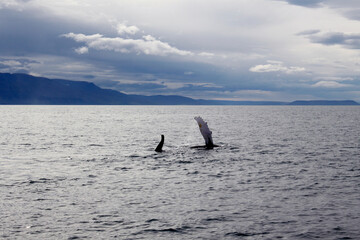 Ballena saludando en mar de Islandia