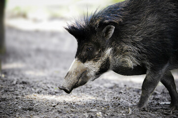 Side portrait of visayan pig on a walk.