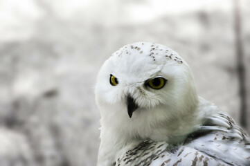Beautiful snowy owl in free nature. 