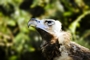 Beautiful brown vulture looking to the sky. 